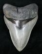Serrated, Glossy Megalodon Tooth #12298-1